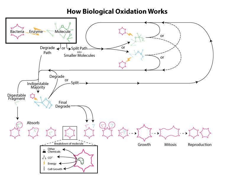 biological oxidation diagram